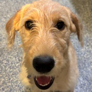 Moona -  Golden Retriever and Schnauzer Dog for Adoption in Fort Lauderdale, Florida - Moona | PetCurious