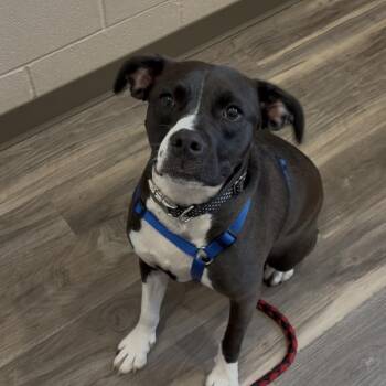 Black Labrador Retriever Dogs Available for Adoption in Muncie, Indiana - Birdie | PetCurious