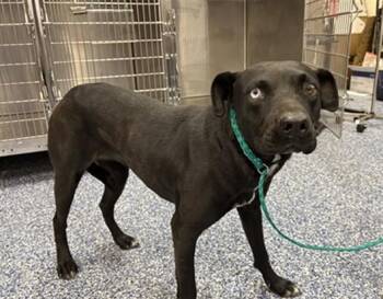 A1827211 -  Pit Bull Terrier and Mixed Breed Dog for Adoption in Thousand Palms, California - A1827211 | PetCurious