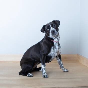 Cattle Dog Dogs Available for Adoption - Cookie D68209 | PetCurious