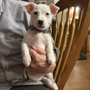 Rat Terrier and Chihuahua Dogs Available for Adoption in Crystal Lake, Illinois - Shorty | PetCurious