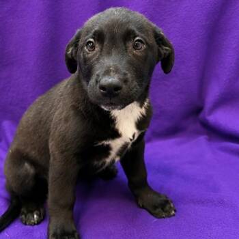 Pepper -  Mixed Breed Dog for Adoption in Waterloo, Iowa - Pepper | PetCurious