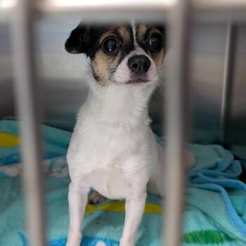 Bitsy -  Chihuahua Dog for Adoption in Springboro, Ohio - Bitsy | PetCurious