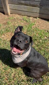 Boxer and American Staffordshire Terrier Dogs Available for Adoption in Houston, Texas - Aiden McReady | PetCurious