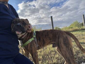 Rescue Boxer Dogs for Adoption in La Grange, Texas - Tigger | PetCurious
