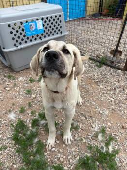 Adam -  Great Pyrenees Dog for Adoption in Hay River, Northwest Territories - Adam | PetCurious