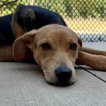 Carmine -  Coonhound Dog for Adoption in Norman, Oklahoma - Carmine | PetCurious