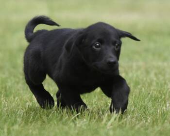 Labrador Retriever and Border Collie Dogs Available for Adoption in Mechanicsburg, Pennsylvania - SULLY | PetCurious