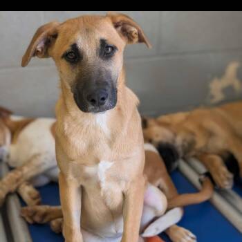 Beagle and Mixed Breed Dogs Available for Adoption in Grand Junction, Colorado - Baylor | PetCurious