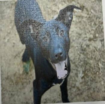 Labrador Retriever and Mixed Breed Dogs Available for Adoption in Daytona Beach, Florida - Nova - 2 | PetCurious