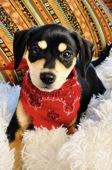 ANNIE -  Dachshund and Hound Dog for Adoption in Nahunta, Georgia - ANNIE | PetCurious