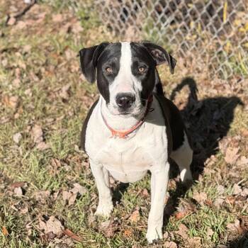 Lou AKA Simon -  Pit Bull Terrier Dog for Adoption in Newport, North Carolina - Lou AKA Simon | PetCurious