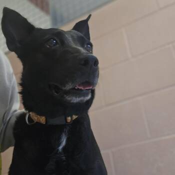 German Shepherd Dog Dogs Available for Adoption in Conway, New Hampshire - Evelynn | PetCurious