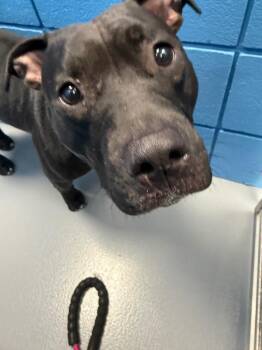 Coraline -  Pit Bull Terrier Dog for Adoption in Hartsville, South Carolina - Coraline | PetCurious