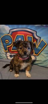 Amber -  Papillon and Chihuahua Dog for Adoption in New Haven, Connecticut - Amber | PetCurious