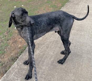 Poodle Dogs Available for Adoption - Fozzie Howie | PetCurious