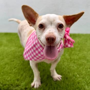 COOKIE -  Chihuahua Dog for Adoption in San Diego, California - COOKIE | PetCurious