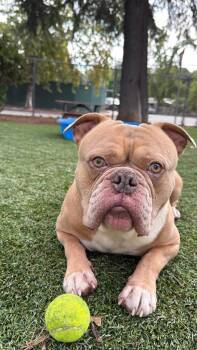 Achilles -  English Bulldog and Mixed Breed Dog for Adoption in Chico, California - Achilles | PetCurious