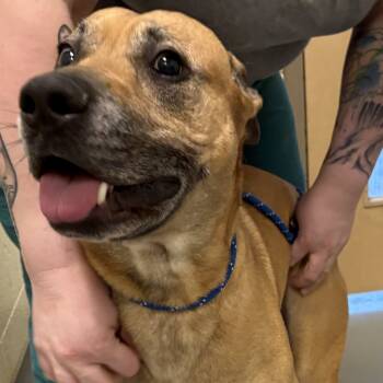 Rescue Mixed Breed Dogs for Adoption in Asheville, North Carolina - Matcha | PetCurious