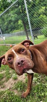 Boomer 155-26 -  Pit Bull Terrier Dog for Adoption in Cambridge, Ohio - Boomer 155-26 | PetCurious