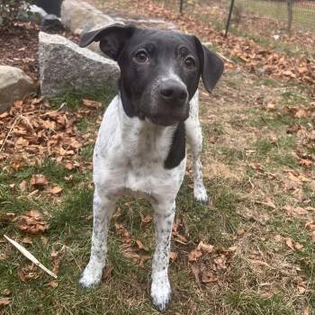 Rescue German Shorthaired Pointer Dogs for Adoption in Glocester, Rhode Island - Doe | PetCurious