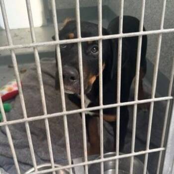 OJ -  Rottweiler and Mixed Breed Dog for Adoption in Hawthorne, California - OJ | PetCurious