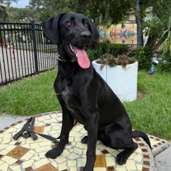 Sunday -  Black Labrador Retriever Dog for Adoption in Palm Harbor, Florida - Sunday | PetCurious