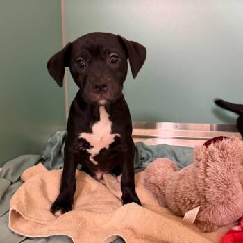 Mixed Breed Dogs Available for Adoption - Kong | PetCurious