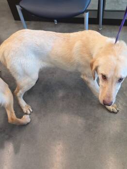 Labrador Retriever Dogs Available for Adoption in Clarksville, Tennessee - Nick | PetCurious