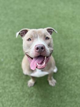 Rescue Pit Bull Terrier and Mixed Breed Dogs for Adoption in Fishers, Indiana - Buttercup | PetCurious