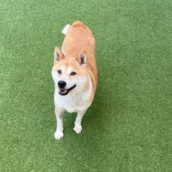 Rescue Shiba Inu Dogs for Adoption in Loxahatchee Groves, Florida - Piko 2889 | PetCurious