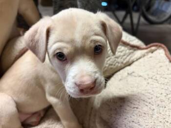 Labrador Retriever and Mixed Breed Dogs Available for Adoption in Albuquerque, New Mexico - FANNY | PetCurious