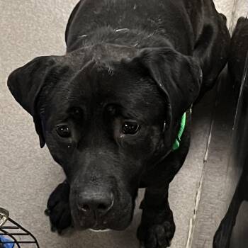 Cane Corso Dogs Available for Adoption - Vito | PetCurious
