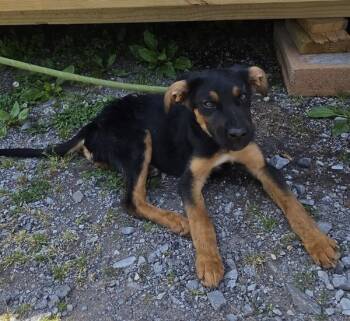 Shepherd Dogs Available for Adoption in Cleveland, Tennessee - Sally | PetCurious
