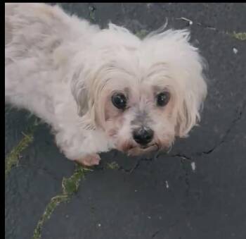 Lady -  Shih Tzu Dog for Adoption in Baldwin, New York - Lady | PetCurious
