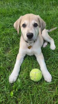 **KONA** -  Australian Shepherd and Great Pyrenees Dog for Adoption in North Prairie, Wisconsin - **KONA** | PetCurious