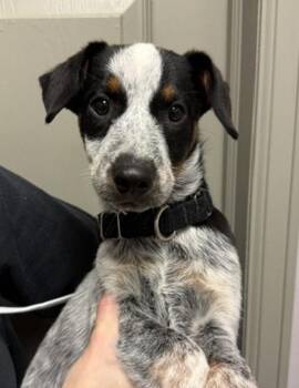 Texas Roadhouse -  Australian Cattle Dog Blue Heeler Dog for Adoption in Littleton, Colorado - Texas Roadhouse | PetCurious
