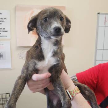 Mixed Breed Dogs Available for Adoption - Josephine 22084 | PetCurious