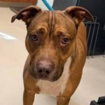Zeus -  Terrier Dog for Adoption in St. Augustine, Florida - Zeus | PetCurious