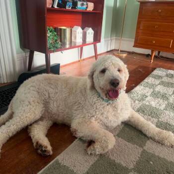 Brooke -  Mixed Breed Dog for Adoption in Dekalb, Illinois - Brooke | PetCurious