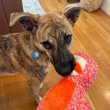 Rescue Shepherd and Mixed Breed Dogs for Adoption in Summerfield, North Carolina - Pretzel | PetCurious