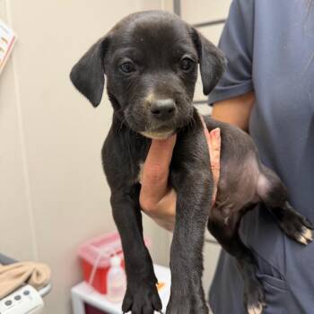 Nugget -  Pit Bull Terrier Dog for Adoption in Morganton, North Carolina - Nugget | PetCurious