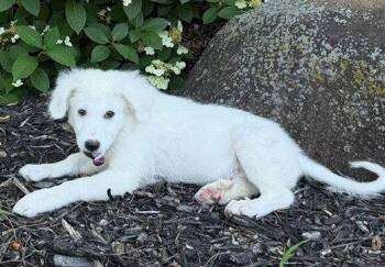 **ELLIE** -  Labrador Retriever and Great Pyrenees Dog for Adoption in North Prairie, Wisconsin - **ELLIE** | PetCurious