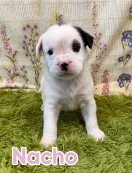 Nacho -  American Staffordshire Terrier Dog for Adoption in Sedalia, Colorado - Nacho | PetCurious