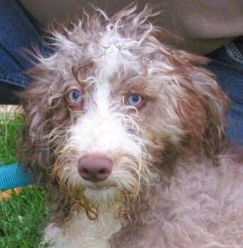 Aussiedoodle Dogs Available for Adoption in Paris, Kentucky - Burr | PetCurious