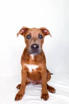 Pit Bull Terrier Dogs Available for Adoption in Bixby, Oklahoma - Seven | PetCurious