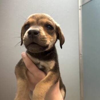 Onyx -  Mixed Breed Dog for Adoption in North Battleford, Saskatchewan - Onyx | PetCurious