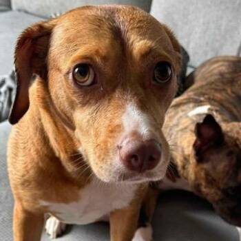 Betsy -  Beagle and Hound Dog for Adoption in Manhasset, New York - Betsy | PetCurious