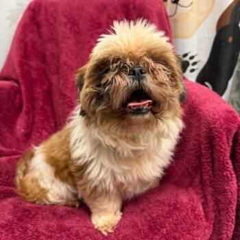 Ruby - 4804 -  Shih Tzu Dog for Adoption in Uniontown, Pennsylvania - Ruby - 4804 | PetCurious