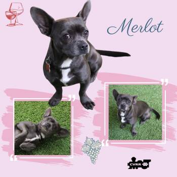 Rescue French Bulldog Dogs for Adoption in Lindsay, California - Merlot | PetCurious
